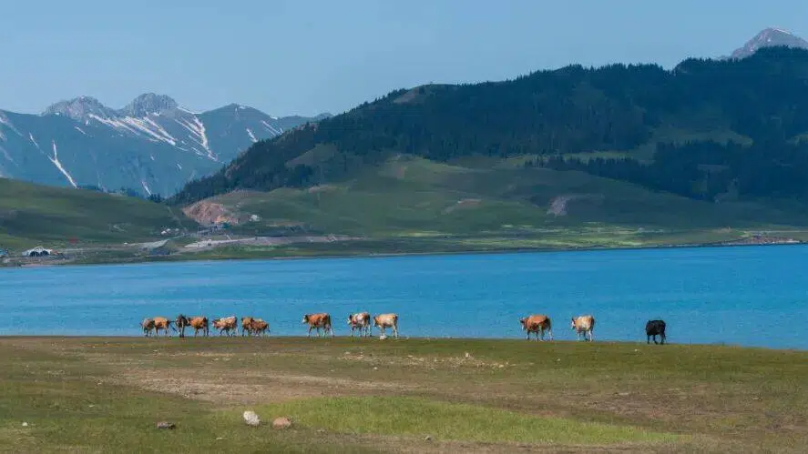 Day 2: Bole → Sayram Lake → Yining (Ili) Cycling distance: 85 km
