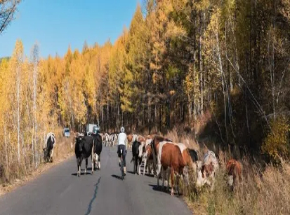 Day 6: Jinhe to Mangui – 120 km cycling