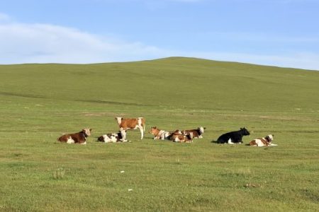 Cool Summer Adventure: Cycle from Hulunbuir Grassland to Mohe