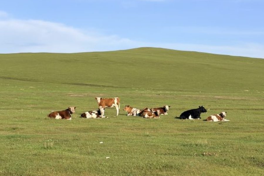 Cool Summer Adventure: Cycle from Hulunbuir Grassland to Mohe